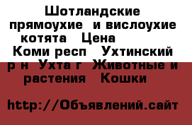 Шотландские прямоухие  и вислоухие котята › Цена ­ 3 000 - Коми респ., Ухтинский р-н, Ухта г. Животные и растения » Кошки   